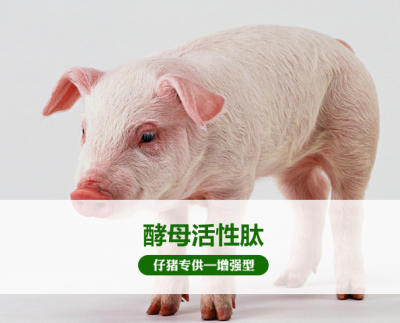 北京酵母活性肽（  仔猪）