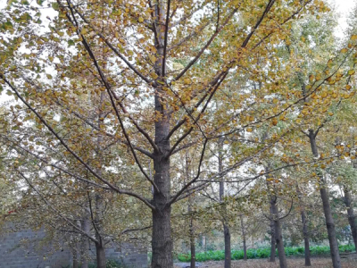 北京30公分銀杏樹