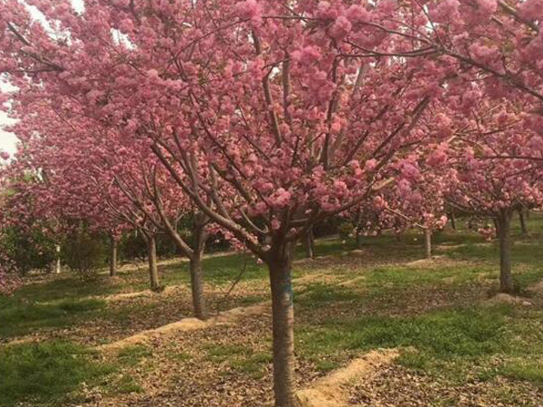 安徽櫻花樹