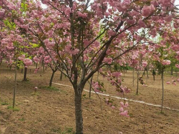 櫻花樹價格