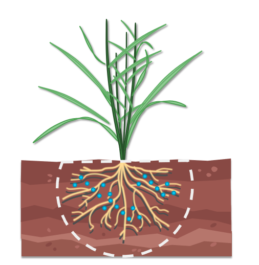 控失肥团聚在作物根系周围