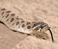 湖州蛇