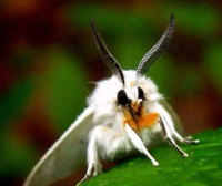 威海美国白蛾