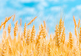 小麦胚芽营养及应用浅议