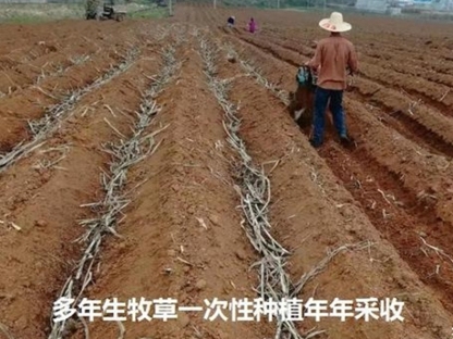湖南象草优质栽培技术
