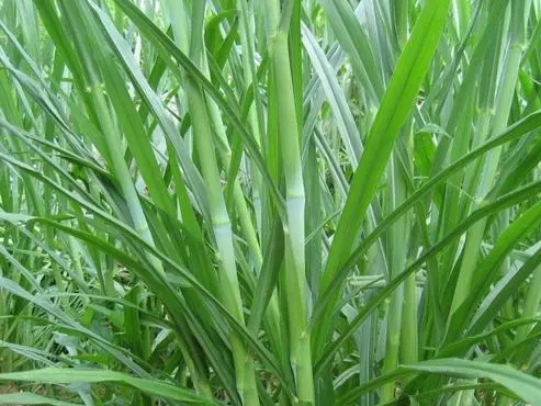 皇竹草种植