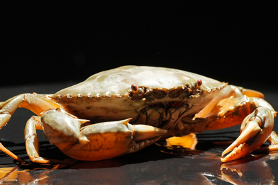数千元也难觅一只蟹中之王黄油蟹，讲求缘分才能吃到！