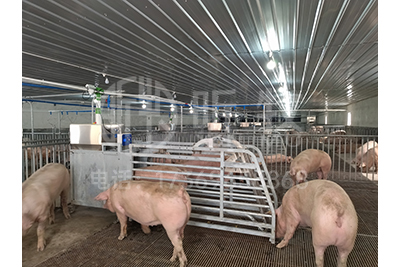 自動化養豬設備