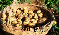 江浙沪周边民宿里的小土豆