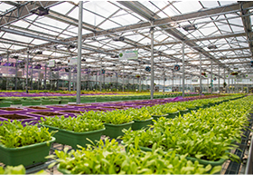 采用温室大棚做农业种植有哪些优点