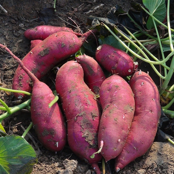 红薯种植基地厂家