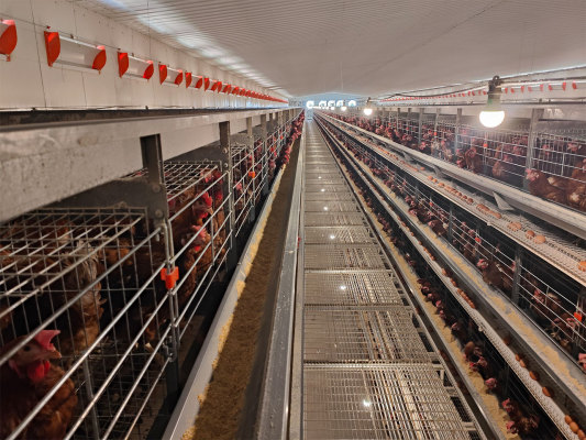 自动化肉鸡笼设备养鸡密度如何？