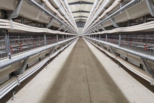 鸡笼厂蛋鸡养殖设备应该如何选取？