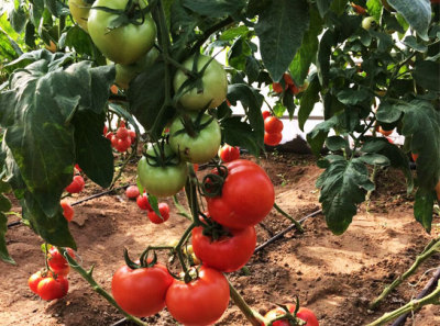 红果番茄田间展示