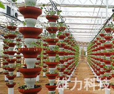 北京花盆立柱栽培