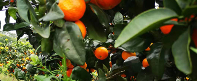 柑橘施肥5大技巧