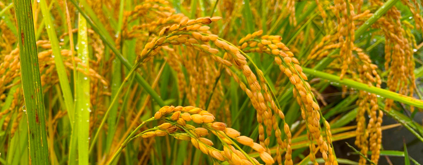 水稻种植培训