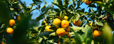柑橘种植技术