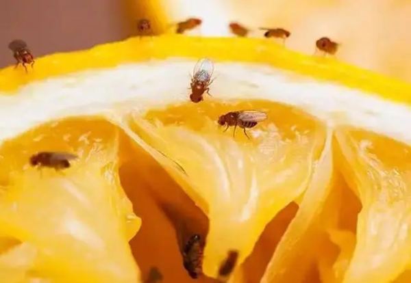 【灭虫】夏天围着水果乱飞的小飞虫是哪里来的？如何预防？