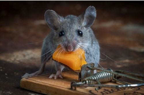 【鼠患防制】超市灭鼠有哪些方法，需要注意什么？