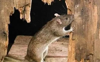 老鼠药厂家讲解老鼠进入家里的途径