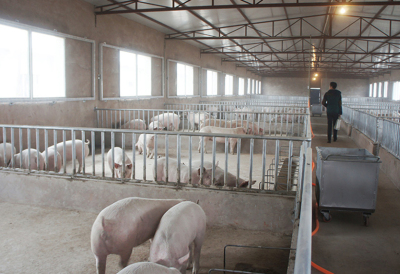 广州生猪养殖