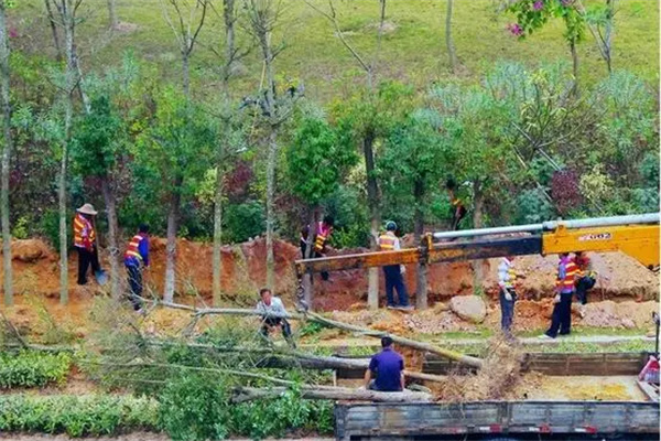 深圳园林绿化工程施工
