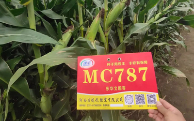 新闻||现代种业品种MC787评定为“看禾选种”推介品种