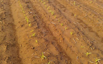 【农技】高温播种出苗不好？大雨或大水漫灌过后，玉米粉籽、烂种、烂苗怎么办？