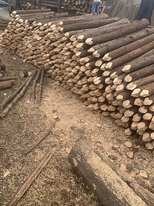削尖杉木桩