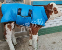 新疆牛用马甲厂