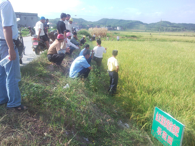 组织农民观看使用我公司技术的水稻示范效果