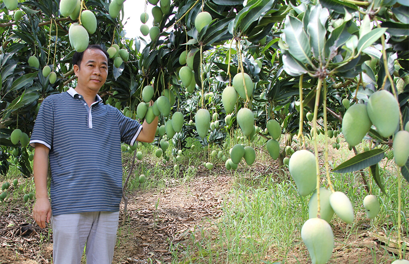 田东县黄老板用全能肥技术种的芒果效果好