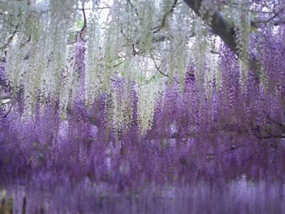 多花紫藤的种植方法