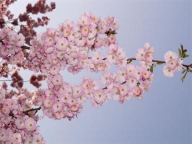 樱花树价格