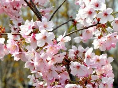 安徽樱花树