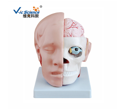 脑解剖模型