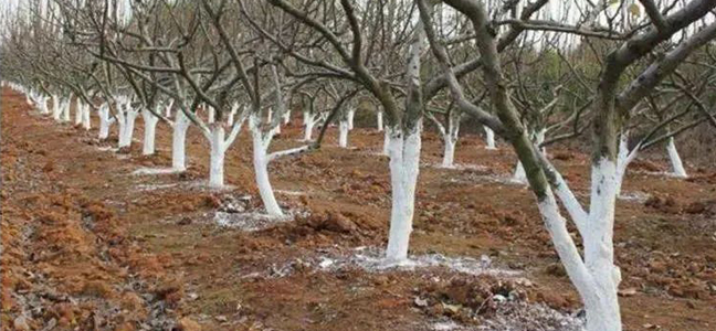 矿物肥//冬季果树树皮涂白的注意事项