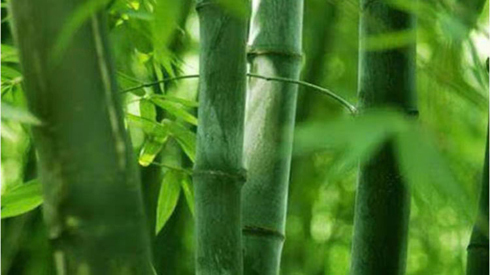 竹纤维面料优缺点