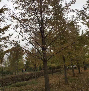 上海银杏树