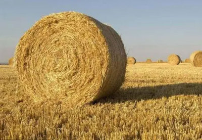 小麦秸秆大圆捆-小麦秸秆厂家