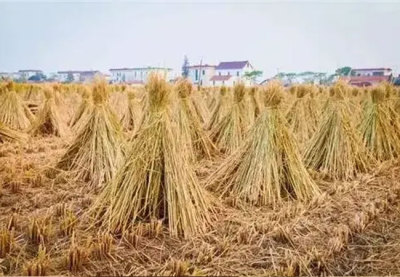 水稻秸秆-草饲料