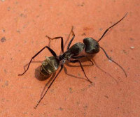 三明蚂蚁