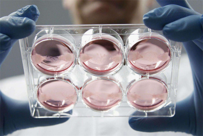细胞储存公司科学家采用体细胞核移植技术