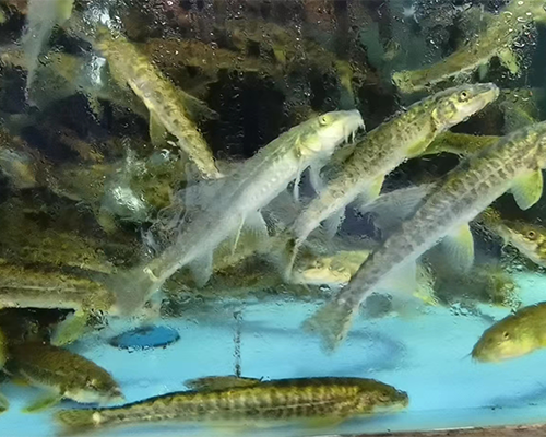 雪湖豹鱼