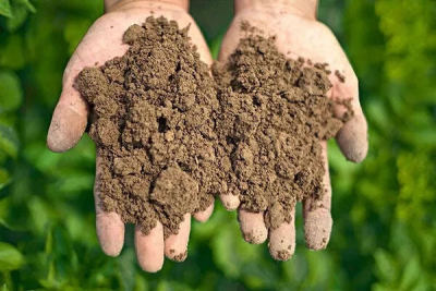 酵素肥料对土壤微生物活性有何影响？