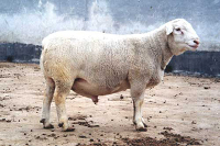 澳洲白绵羊养殖