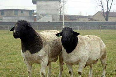 杜泊绵羊养殖