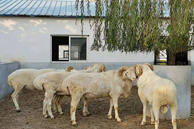 潍坊小尾寒羊种公羊