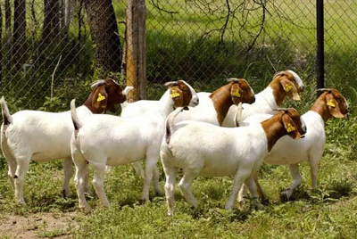 波尔山羊养殖